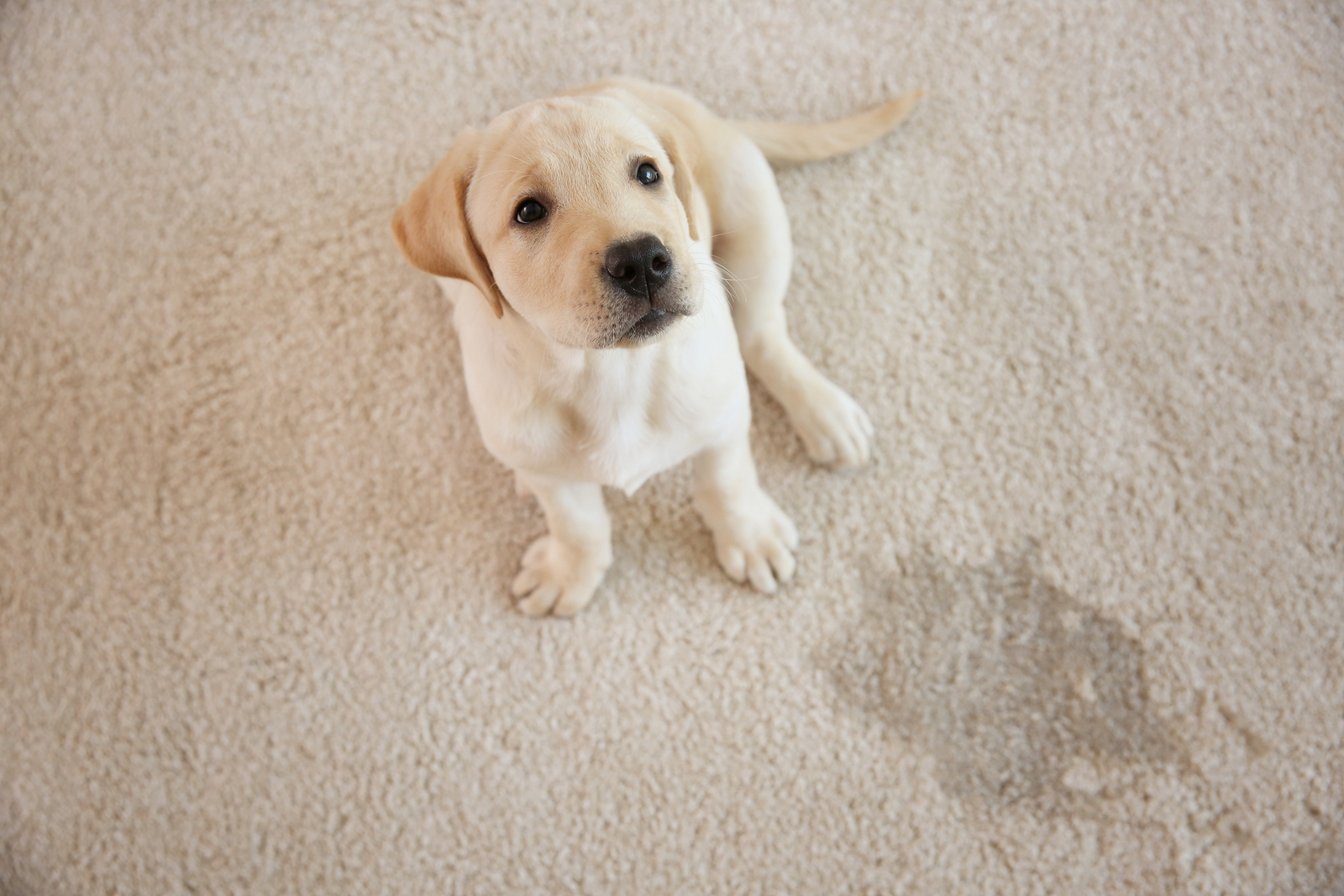 Springfield pet stain & odor removal